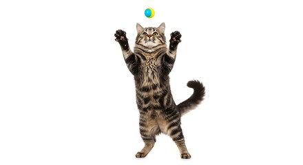 Tabby Cat Reaching for Green Ball