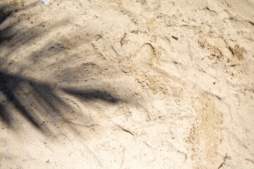 Palm shadow cast on sandy beach during sunny day with traces of footprints in the warm sand