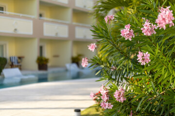 Beautiful flowers near a tranquil pool at a tropical resort during sunset