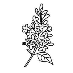 Fototapeta premium black and white flowers