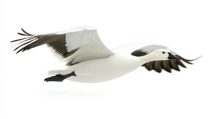 Obraz premium Snow Goose isolated on white background