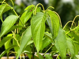 Piper aduncum plants in the morning