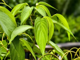 Piper aduncum plants in the morning