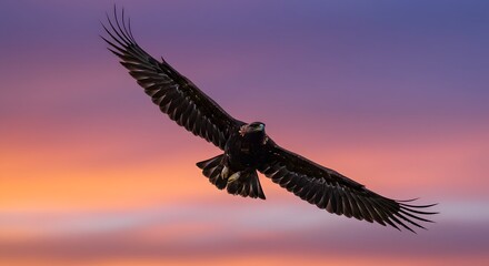 Naklejka premium Eagle Flying at Sunset