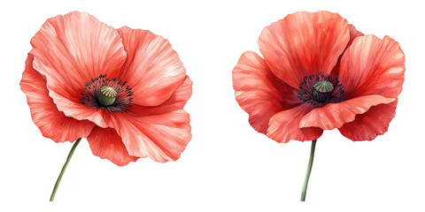 Obraz premium Vibrant poppy flowers gentle red hues, showcasing delicate petals and intricate details, evoke sense of beauty and tranquility