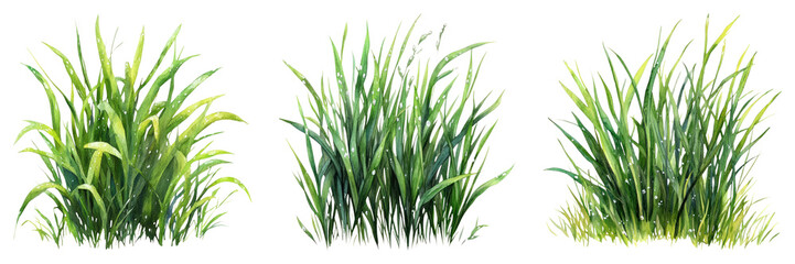 Lush green grass with morning dew, perfect for nature themed designs and , evokes freshness and vitality