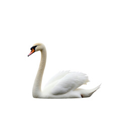 Swan on white isolate background