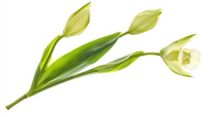 Obraz premium Swaddled Babies Orchid (Anguloa uniflora) isolated on white background