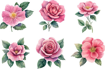 set of pink roses vector