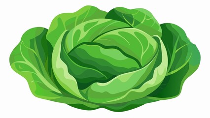 Illustration of a whole green cabbage with detailed leaves on a white background image art