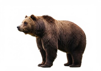 Brown grizzly bear full body