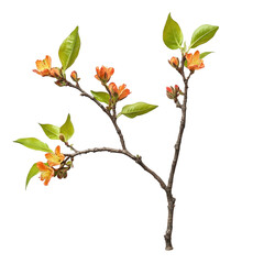 Orange Blossom Branch on transparent background