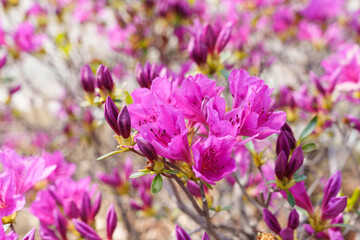 Fototapeta premium Close-up photo of red azalea flowers blooming in spring in April