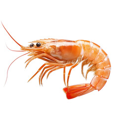 Walking Big Shrimps on transparent background