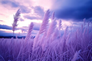 Obraz premium Meadow in infrared photography, glowing grass and soft focus