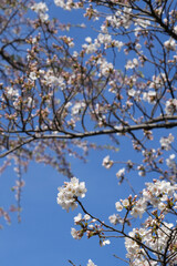 多摩霊園の桜