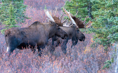 Two Bull Moose In Denali National Park during the Rut.