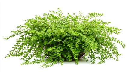 Fototapeta premium Resurrection Fern (Pleopeltis polypodioides) isolated on white background