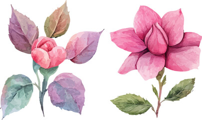 rose petals on white background