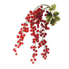Falling Red Currants on transparent background