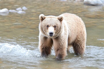 Fototapeta premium A brown bear standing in a rushing river, catching salmon in its jaws