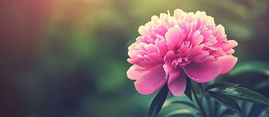 Fototapeta premium Captivating pink peony bloom against an ethereal and hazy backdrop