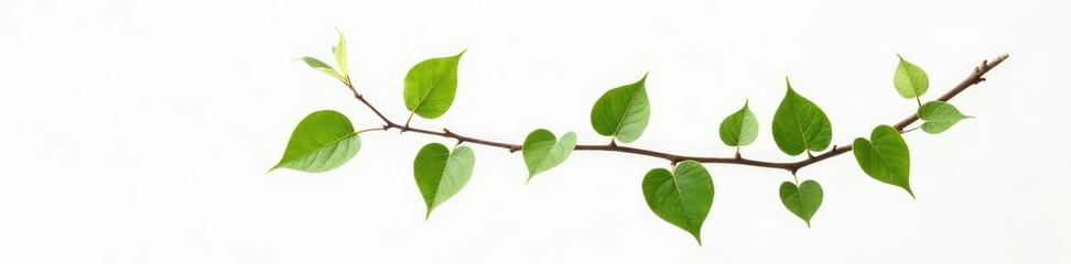 Fototapeta premium A single isolated branch with leaves on a white background, minimalist, isolation