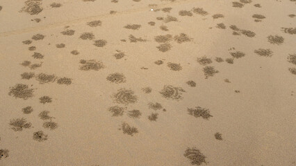 Multiple clusters of small sand balls scattered across a sandy beach, formed by tiny crabs as they filter sand for food. The organic patterns create a random abstract texture.
