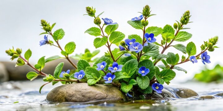 Brooklime Flowers, Low Light Stream Photography, Veronica Beccabunga, Plantaginaceae, Blue Flowers, Aquatic Plant