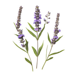 Obraz premium Blue Vervain Flower png
