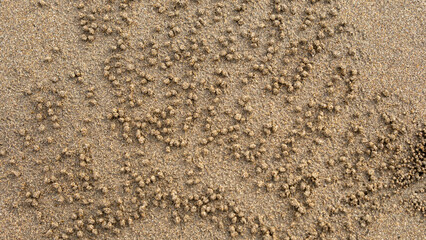 Close-up of tiny sand balls meticulously arranged by sand bubbler crabs on the beach. The unique...