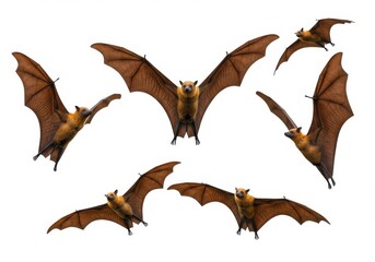 Fototapeta premium Realistic bats flight multiple flying