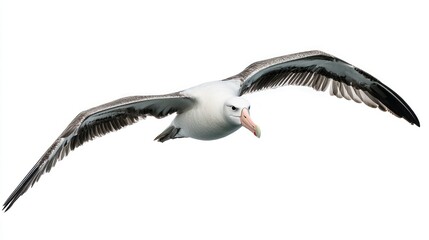 Obraz premium Albatross isolated on white background