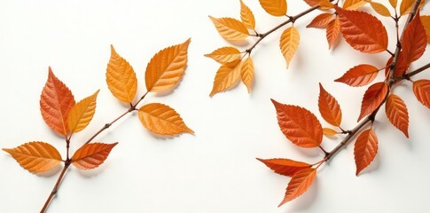 Obraz premium Branches with leaves in shades of brown on white, brown, leaf, natural