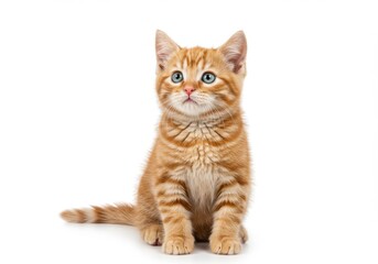 Obraz premium Adorable ginger tabby kitten expressive