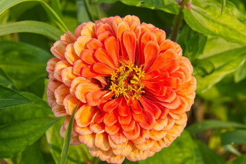 Orange Zinnias Blooming in Summer
