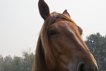Obraz premium Close up of a Clydesdale Horse