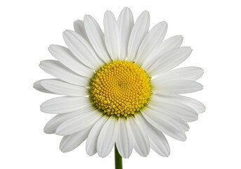 Daisy flower macro photography white