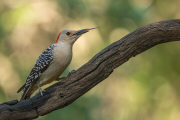 A red-bellied woodpecker perched on a tree