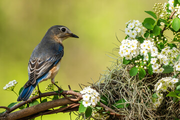 A bluebird perched on a tree branch with white flowers