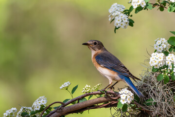 A bluebird perched on a tree branch with white flowers