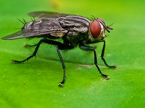 hominivorax, the New World screw-worm fly, or screw-worm for short, is a species of parasitic fly that is well known for the way in which its larvae (maggots) eat the living tissue.