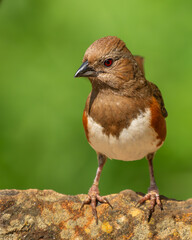 A towhee perched on a tree branch