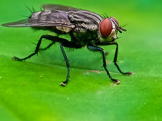 hominivorax, the New World screw-worm fly, or screw-worm for short, is a species of parasitic fly that is well known for the way in which its larvae (maggots) eat the living tissue.
