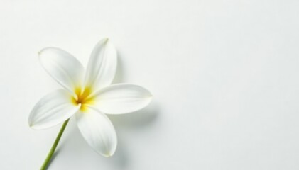 Close-up of pristine white petals on a flower against pure white background, flawless, soft, petals