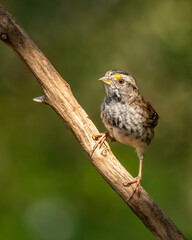 A white-throated sparrow perched on a tree branch