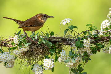 A Carolina wren perched on a tree branch with white flowers