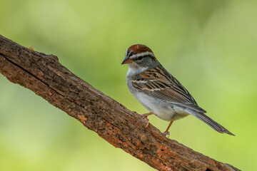 A chipping sparrow perched on a tree branch