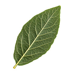 Almond Leaf png