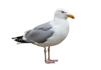Seagull portrait white feathers yellow